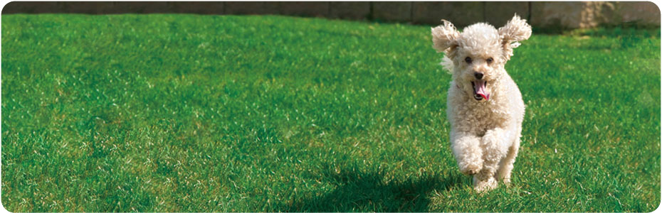 Underground fencing - FREEDOM for your pet and you!