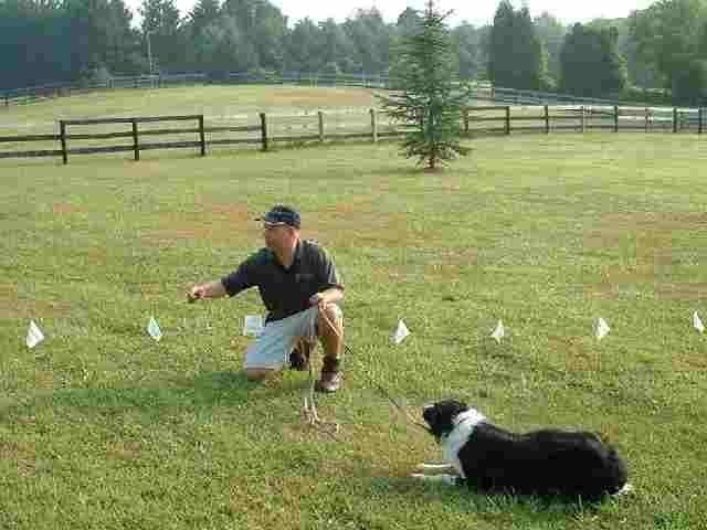 are electric fences ok for dogs