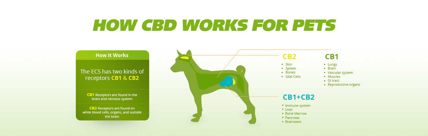 hempworx dogs